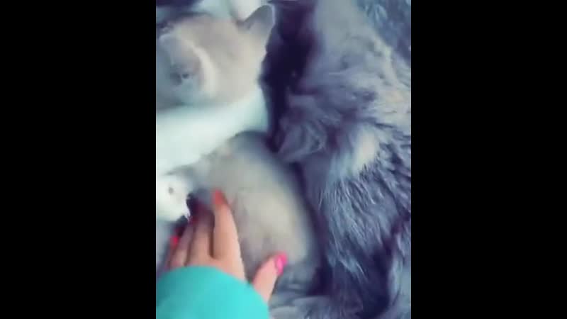 Mothers Love