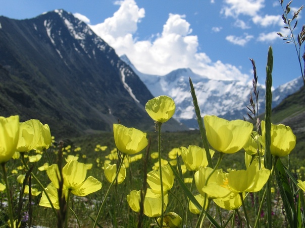 Тигирекский заповедник алтайского края. Алтайский мак цветок. Мак полярный. Мак альпийский papaver alpinum. Желтый мак алтай.