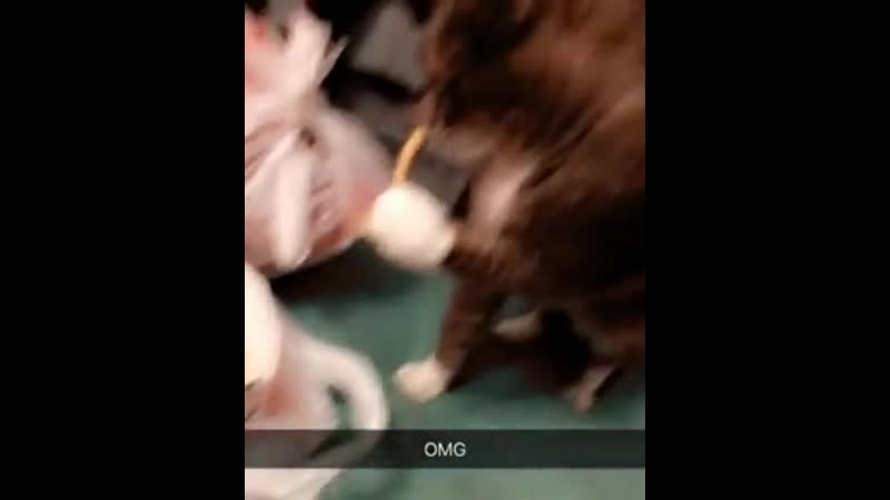 выходные у котейки