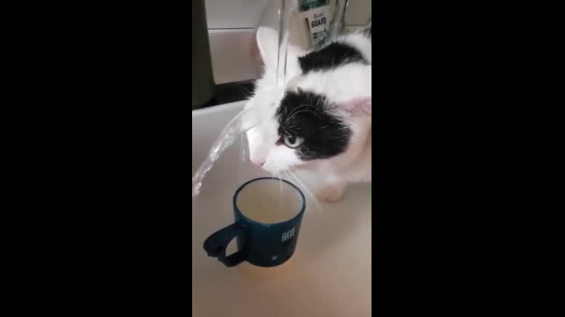 Кот сломался! rPikabu