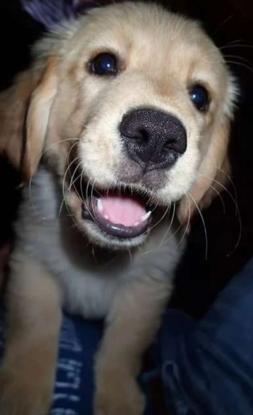 забавный щенок. забавный щенок. щенки жесткошерстной таксы. смешные щенки. забавный щенок.