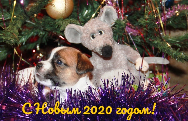 С наступающим НОВЫМ ГОДОМ, дорогие мои!ð¥ Пусть Крыса наполнит сложный високосный год радостными событиями, добрыми намерениями и разумными решениями! Желаю Вам счастья, здоровья, душевного