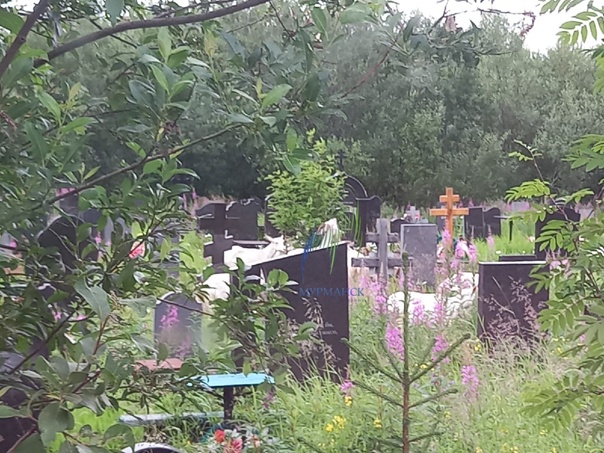 Чибис велел Сердечкину разобраться с могилами на городском кладбище - МК Мурманс