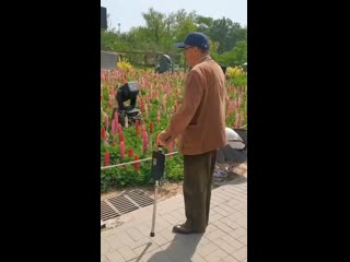 Универсальная трость с функцией автоматического раскладывания в стульчик — это удобное и практичное устройство,... (видео)