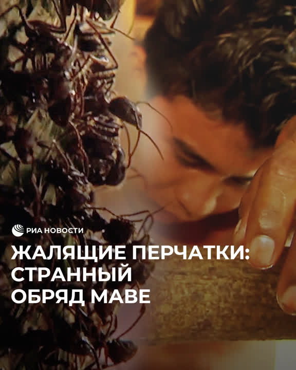 В бразильском племени маве существует один из | РИА Новости